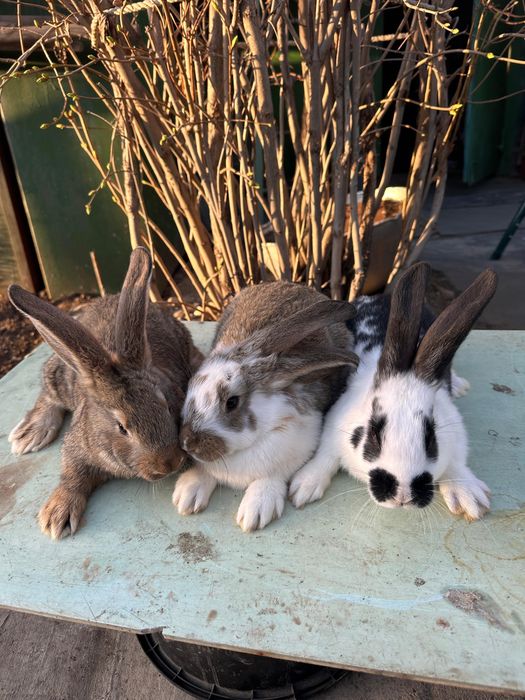 Продам кроликов