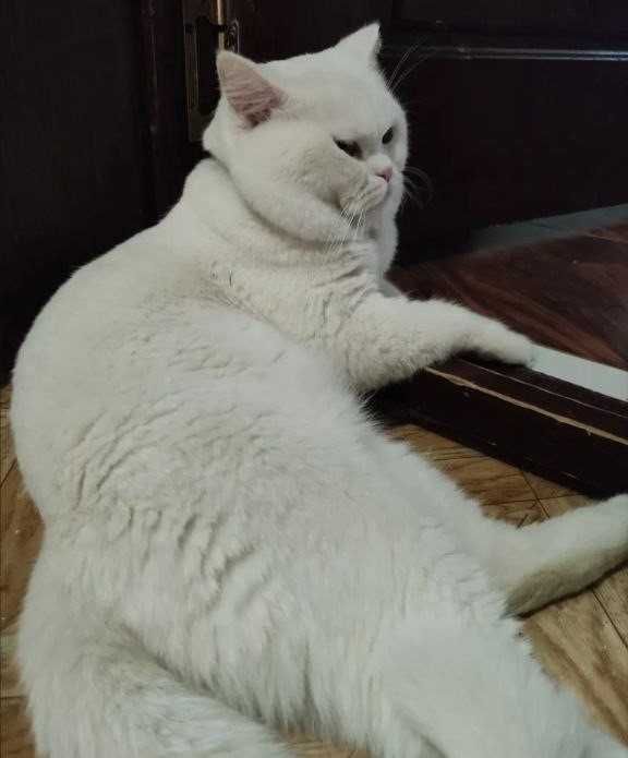 Шотландские плюшевые котята