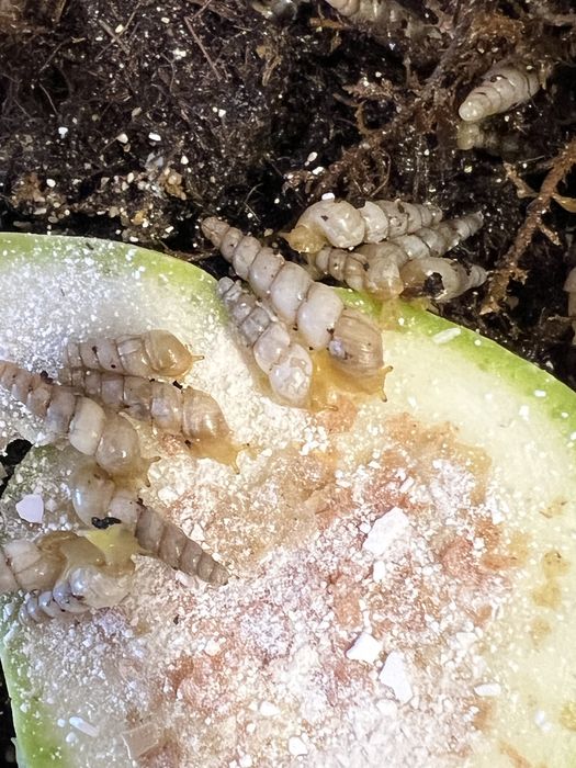 улитки суббулины октона