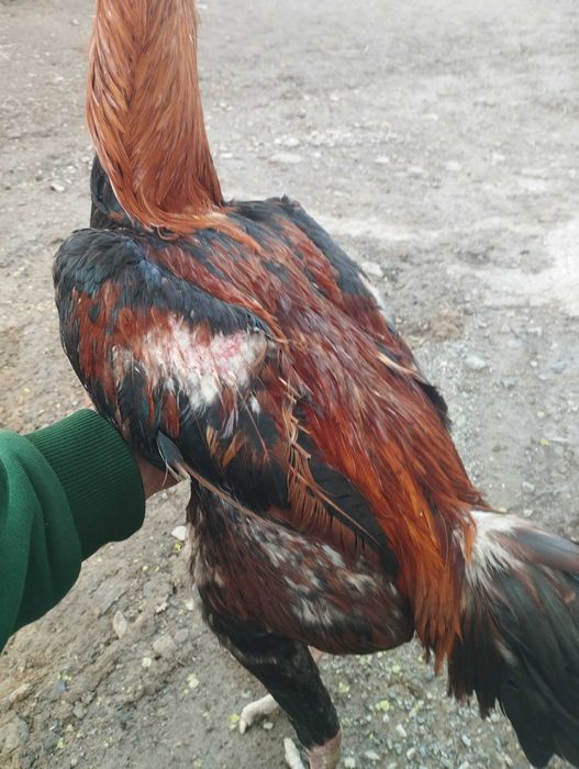 Дакан кораз бойцовый