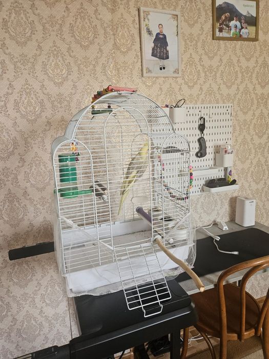 Попугай  Коррела