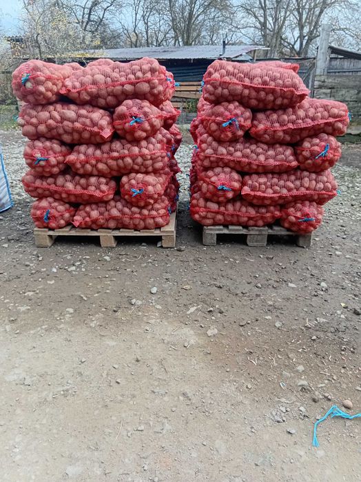 Vand cartof consum Bellaroza