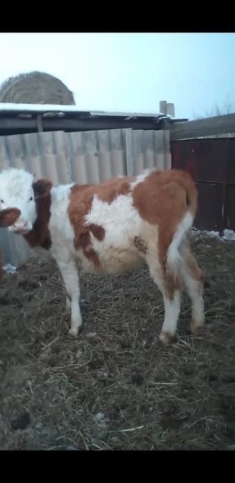 Продам 290000 нужны денги 1год телка