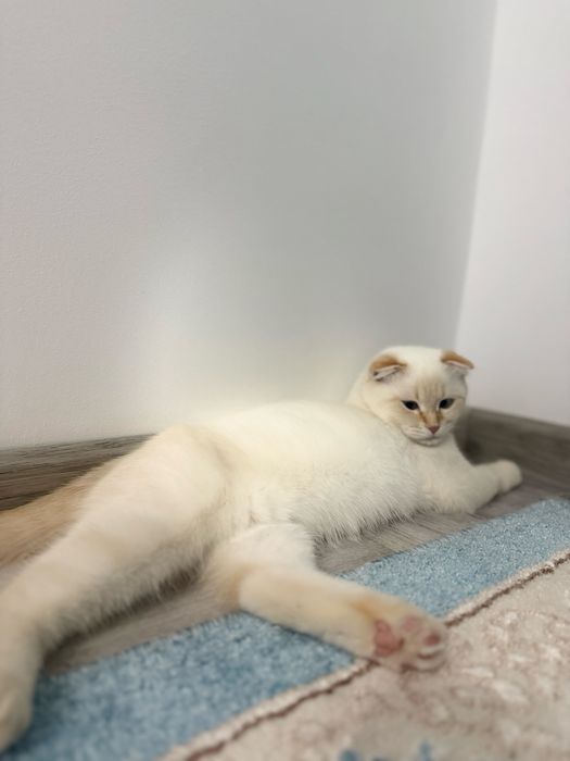 Кошка даром берем