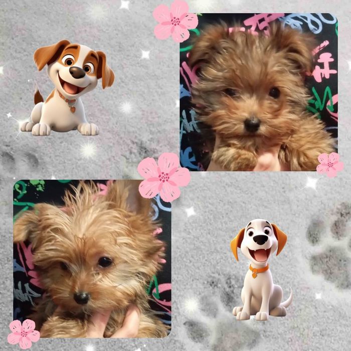 Йоркширский терьер