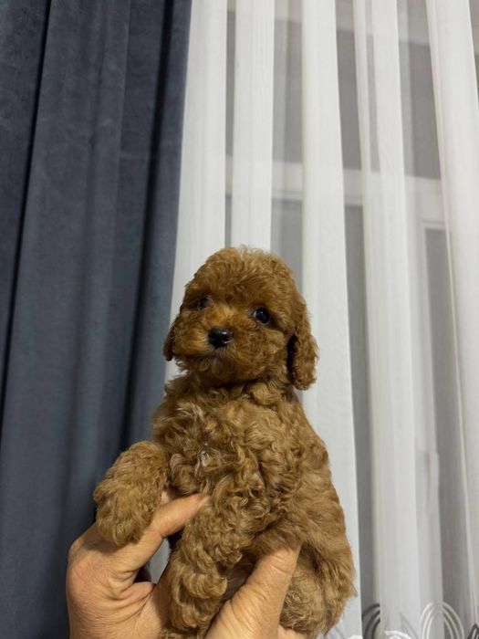 Продаётся  мини пуделья мальчики