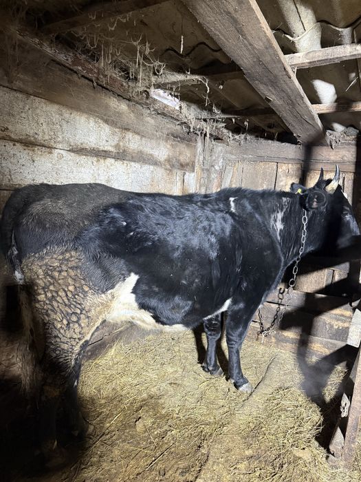 Корова крупная ..