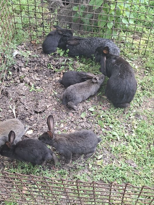 Продаются крольчата 7шт