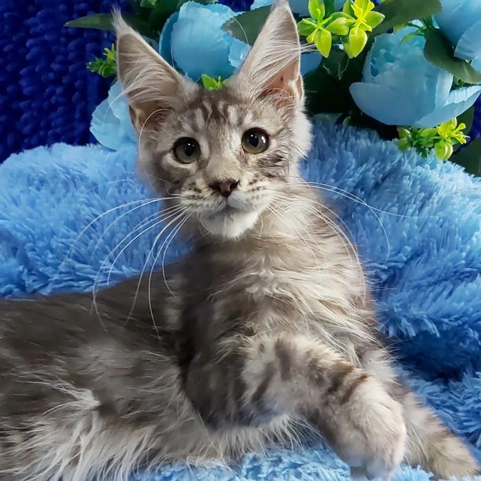 Мейн- куны КОТЯТА  !!! Черепахи- Красные- Крем- Голубые- Дымные- Мрамо