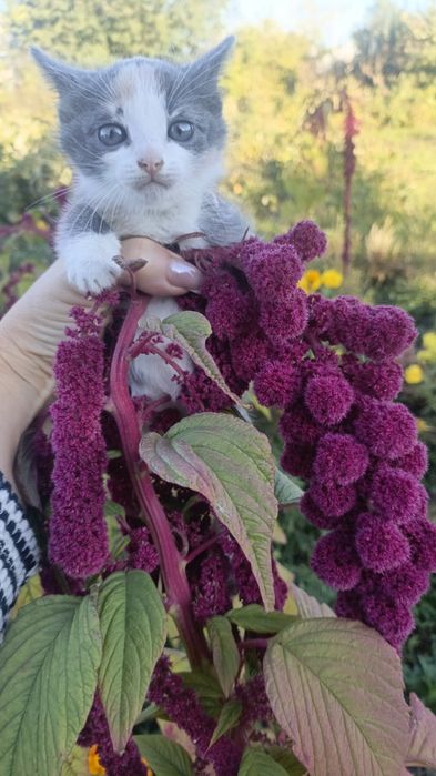 Кошечки,девочки.