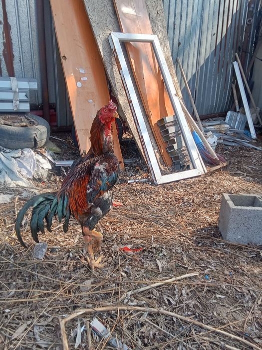 Дакан сатылады 1 жыл