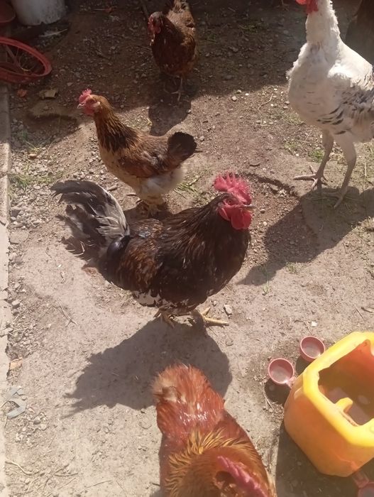 Әтеш сатамын ірі тұқымды