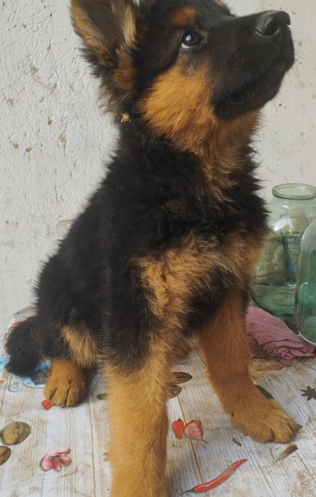 Щенки немецкой овчарки