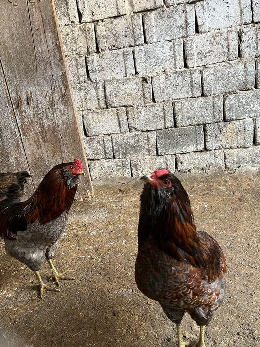 Cocos ameraucana sau moțat