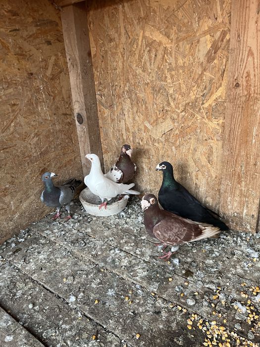 Voiajori stil vechi si Duduros