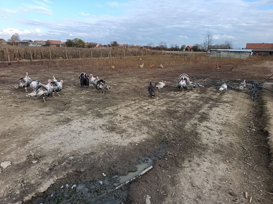 Vând curcani de casa