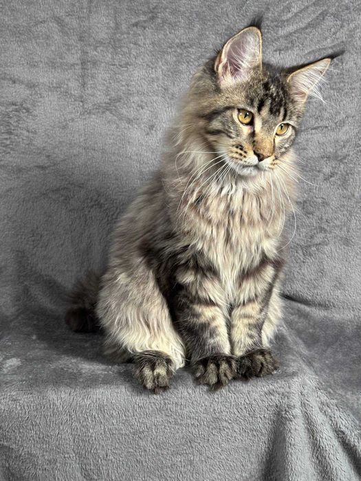 Pui Maine Coon de rasă pură – 4.5 luni, Pedigree FIFe, vaccinat și microcipat