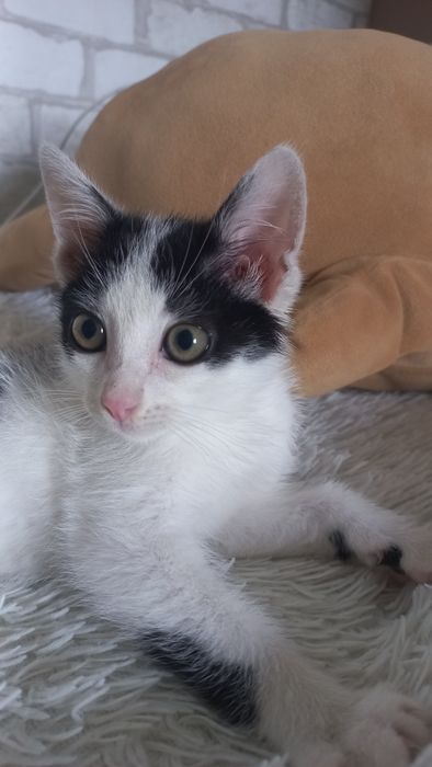 Котёнок мальчик в добрые руки