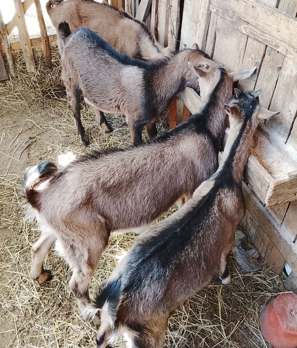 Vând  o iedita și 2iezi alpini francezi