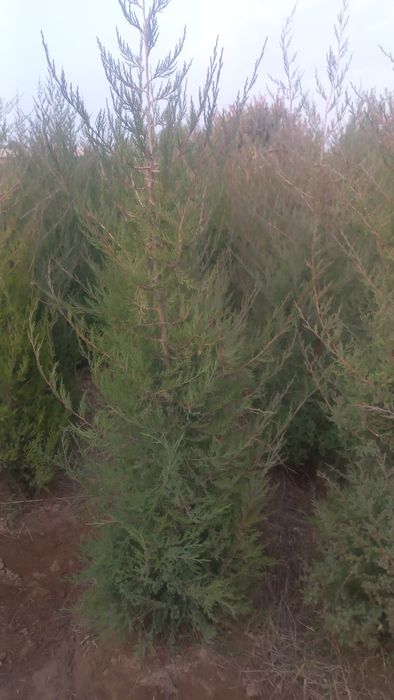 Можжевельник оптом