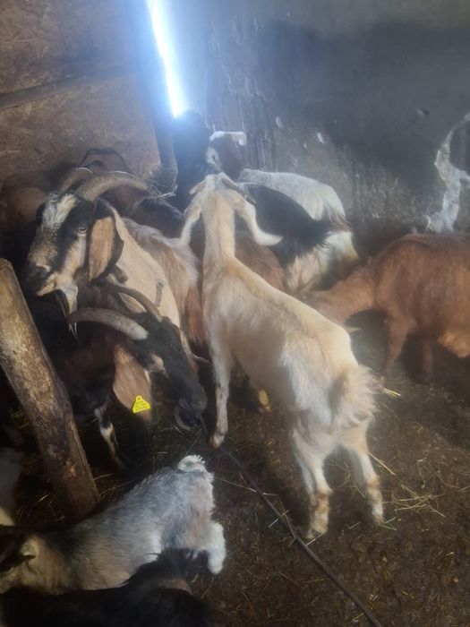 Vînd 10 capre tinere