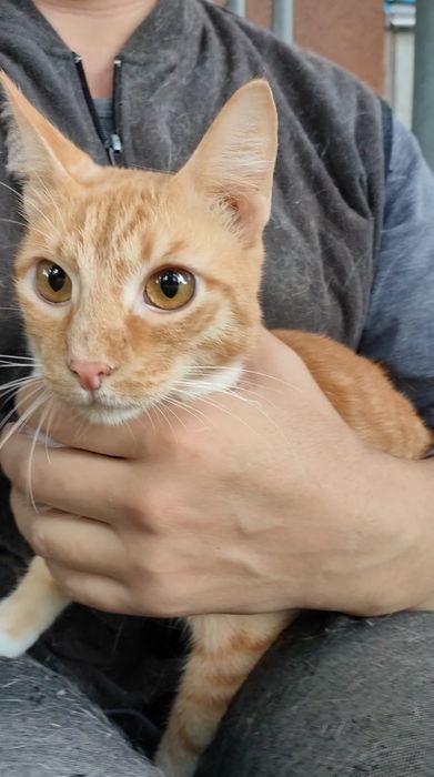 Кот, молодой, кастрирован