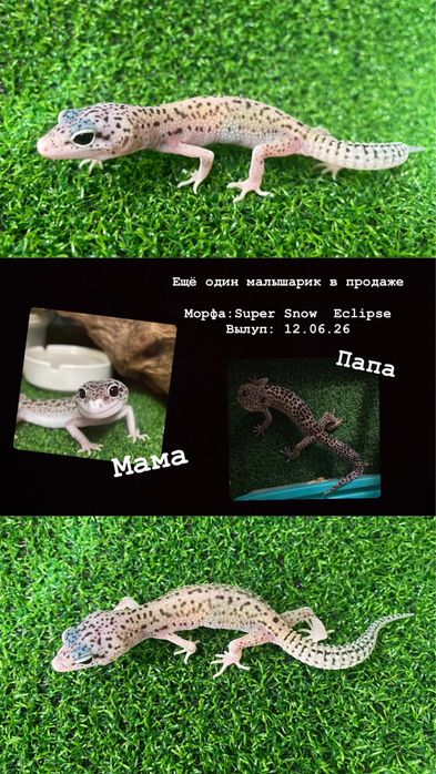Эублефары, собственное разведение