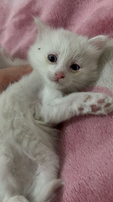 Котята британки мальчик и девочка