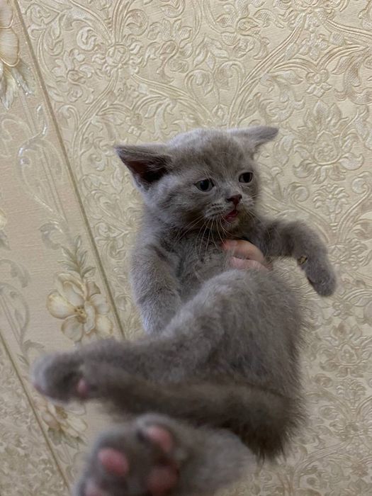 Juda aqilli lattok biladi