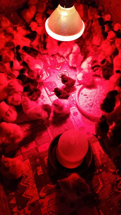 Vând pui brahma și marans