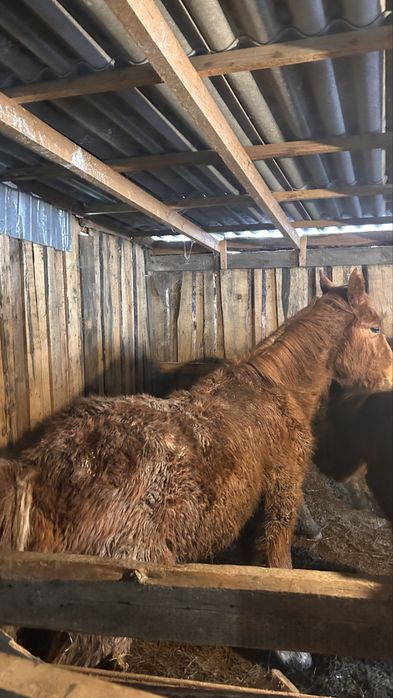 жабагылар сатылады