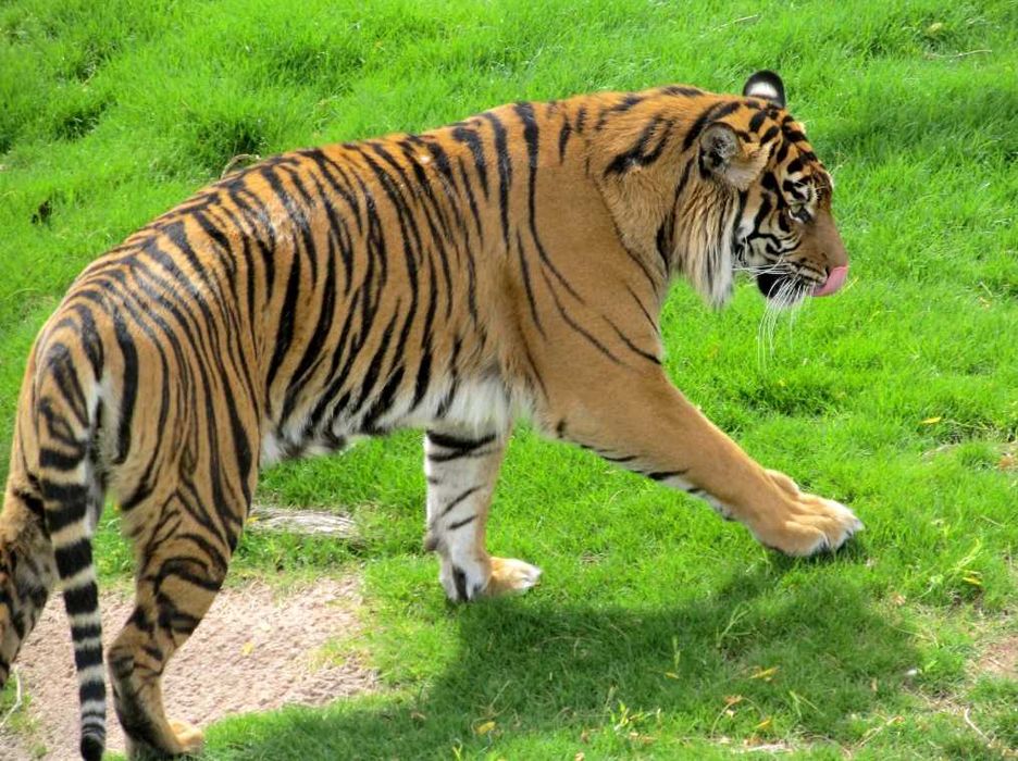 Фотоапарат Canon с обектив 28-336 мм (екв. 35 мм) и стабилизация