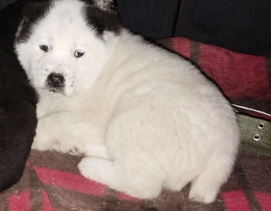 Продаётся щенок Алабая кобель