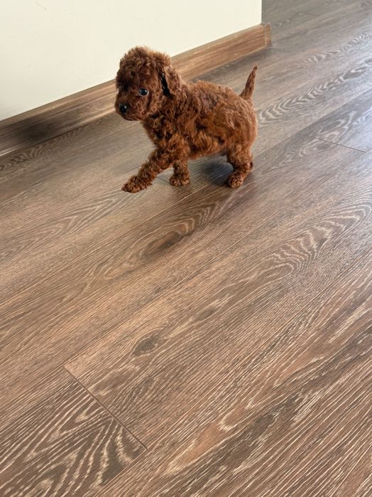 Пудел той момиче