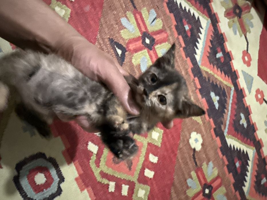 Котенок, котята,