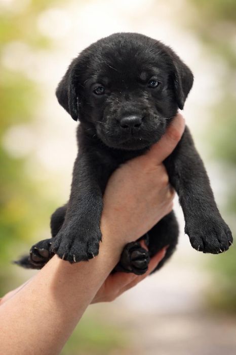 Щенок лабрадора ретривера