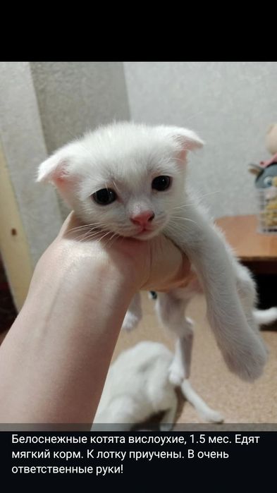 Котята вислоухие
