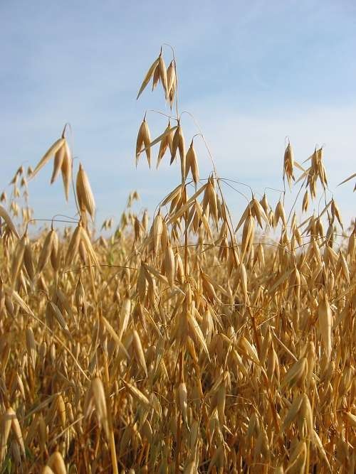 Овес,пшеница,ечемик на дребно