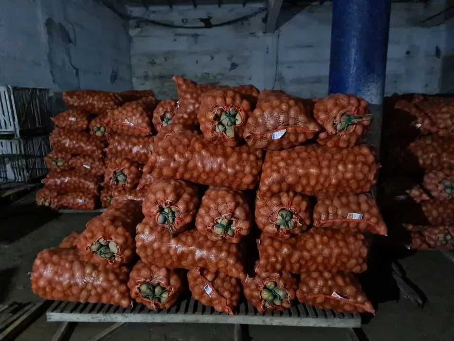 Картофель от 10тонн оптом в Петропавловске