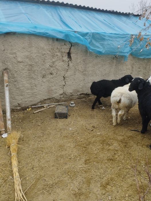 Зотдор кучкор барра