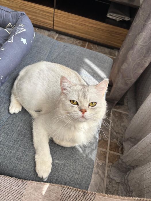 Красивый мальчик британец в добрые руки