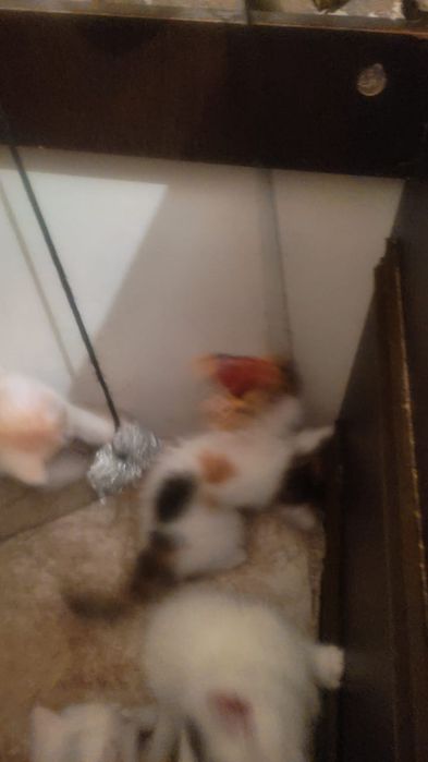 Отдам даром котят месяц