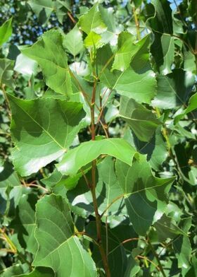 Девичий виноград в горшке