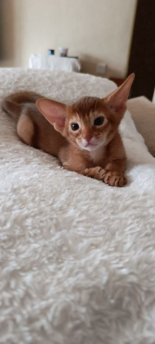 Абиссинские котята