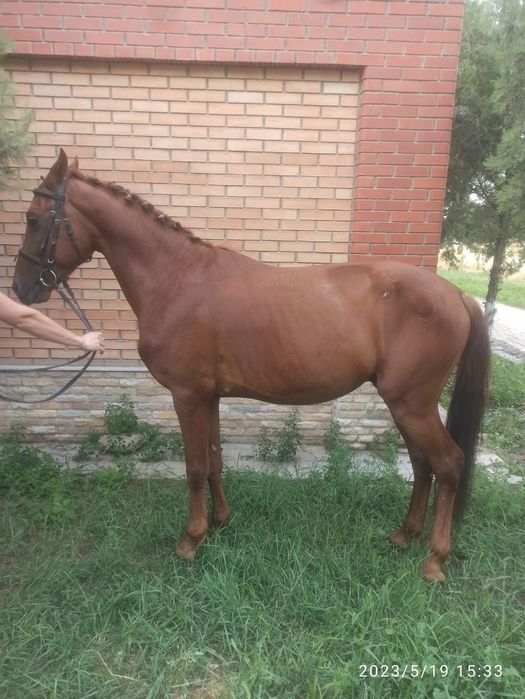 Продаётся  лошадь жеребец