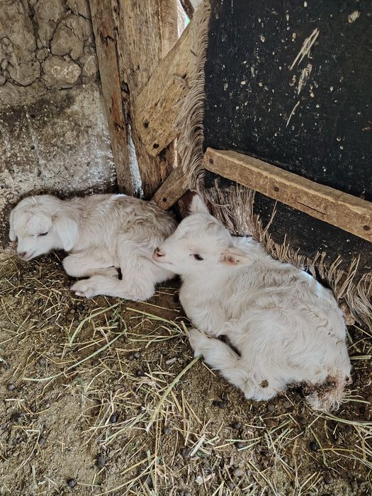 Коза с козлятами