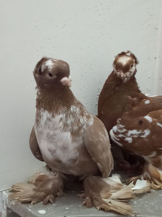 Самец орех чубатый чин, самочка двухч