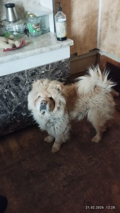 В продаже девочка чау чау