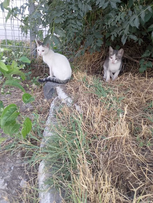 Предлагам малки котета за осиновяване