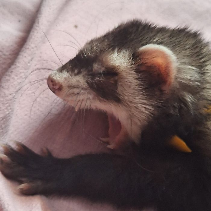 Продам хорька девочку